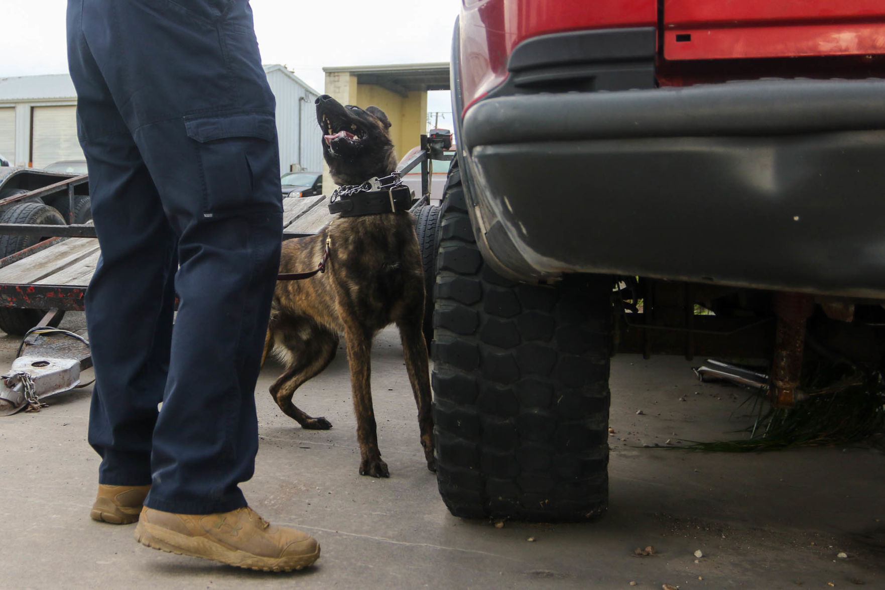 K9 Training